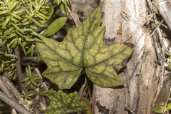 Knowltonia hepaticifolia