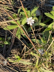 Stephanomeria diegensis