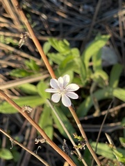 Stephanomeria diegensis