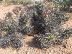 Corynopuntia invicta