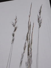 Stipa