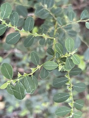 Phyllanthus gunnii