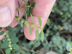 Phyllanthus gunnii