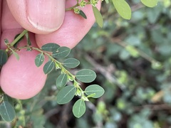 Phyllanthus gunnii