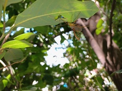 Enicospilus americanus-complex