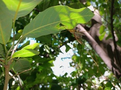 Enicospilus americanus-complex