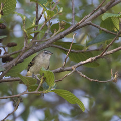 Phyllomyias uropygialis