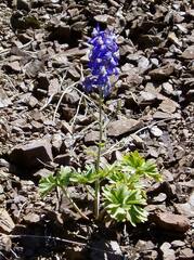 Delphinium glareosum