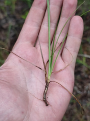 Carex ericetorum