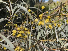 Acacia harpophylla