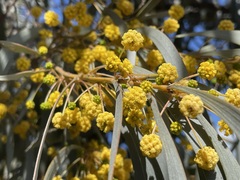 Acacia harpophylla