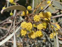 Acacia harpophylla