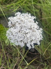 Tetraselago longituba