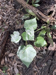 Brachychiton australis