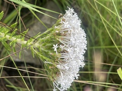 Tetraselago longituba