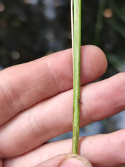 Carex lasiocarpa