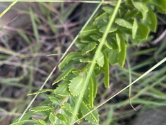 Tetraselago longituba