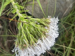 Tetraselago longituba