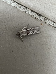 Cryptoblabes hemigypsa