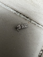 Cryptoblabes hemigypsa