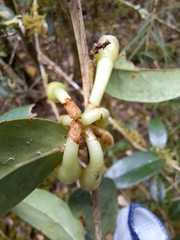 Macleania