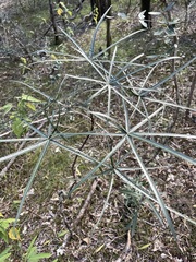 Brachychiton rupestris