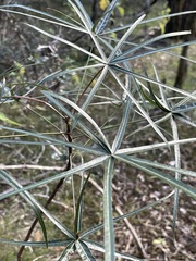 Brachychiton rupestris