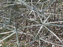 Brachychiton rupestris