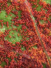 Synchytrium australe