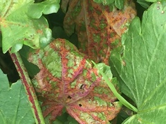 Synchytrium australe