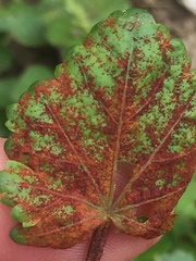 Synchytrium australe