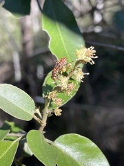 Croton insularis