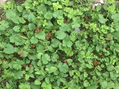 Synchytrium australe