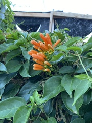 Pyrostegia