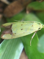 Gymnobathra flavidella