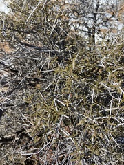 Cercocarpus intricatus