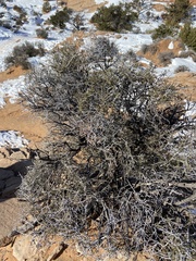 Cercocarpus intricatus