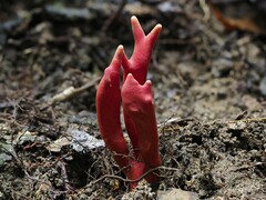 Trichoderma cornu-damae