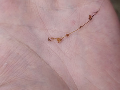 Veronica verna