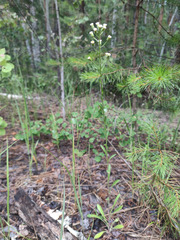 Erigeron acris droebachiensis