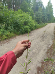 Erigeron acris droebachiensis