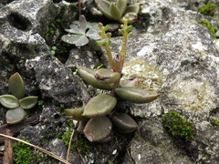Lenophyllum guttatum