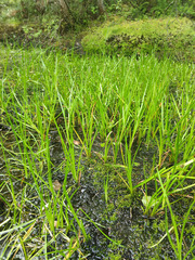 Sparganium glomeratum