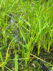 Sparganium glomeratum