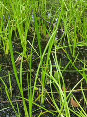 Sparganium glomeratum