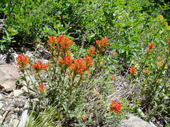 Castilleja hispida hispida