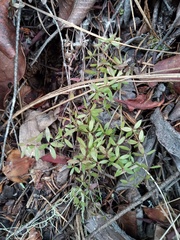 Galium muricatum