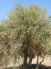 Balanites aegyptiaca