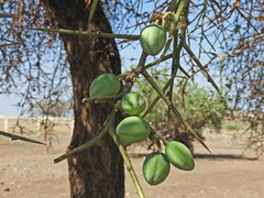 Balanites aegyptiaca