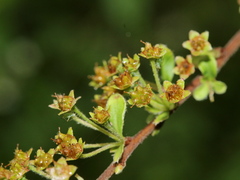 Spiraea prunifolia pseudoprunifolia